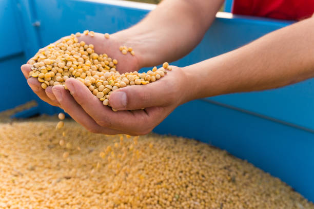 Refined Soybean Oil Companies