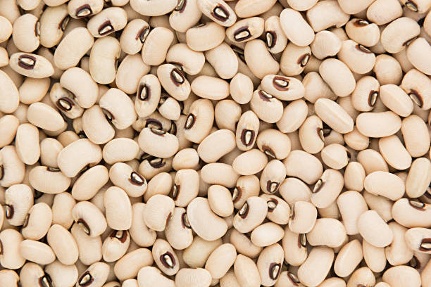 Refined Soybean Oil Exporters