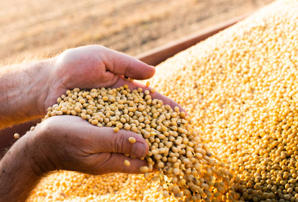 Refined Soybean Oil Exporters