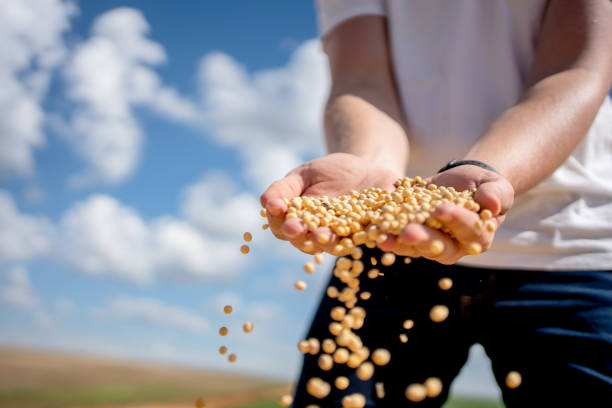 Refined Soybean Oil Companies